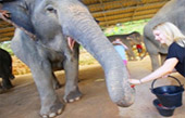 Elephant Sanctuary Half Day Visit