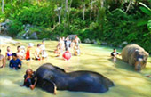 Elephant Sanctuary Half Day Visit