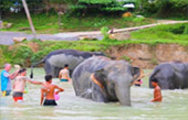 Elephant Sanctuary Half Day Visit