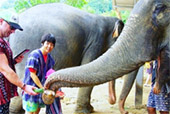 Elephant Sanctuary Half Day Visit