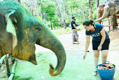 Elephant Sanctuary Half Day Visit