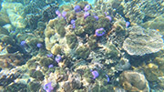 2Days 1Night Hatyai Snorkeling Tour