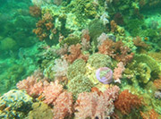 Hatyai Snorkeling Tour