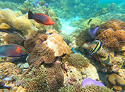 Hatyai Snorkeling Tour