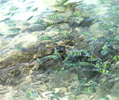 Khai Nok Island : JC Tour Phuket