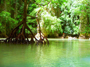 Similan Island by Speed Boat