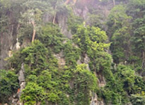 Khao Sok: Elephant Bath in nature