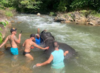 Khao Sok: Elephant Bath in nature