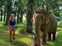 Khao Sok: Elephant Bath in nature