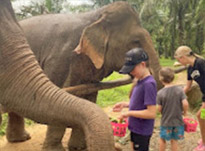 Khao Sok: Elephant Bath in nature