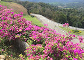 Lake of Dam: Chiew Larn