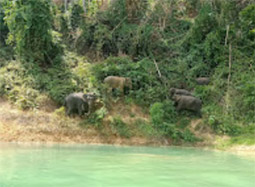 Lake of Dam: Chiew Larn