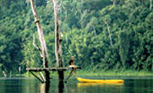 Khaosok National Jungle Conservation