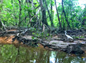 Little Amazon and Jungle Beach