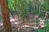 Trip From Khao-Sok only: Bamboo Raft