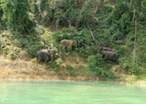 Trip From Khao-Sok only: Day Trip Chiew Lan Lake