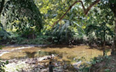 Khao Sok, Khao Lak one day from Phuket