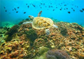 Koh Tao - Turtle Island