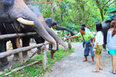 Elephant Trekking