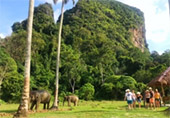 Elephant Sanctuary Half Day Visit