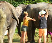 Elephant Sanctuary Half Day Visit