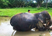 Elephant Sanctuary Half Day Visit