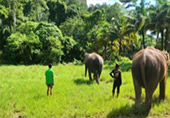 Elephant Sanctuary Half Day Visit