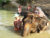 Elephant Sanctuary Half Day Visit