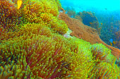 The Lanbi Marine Park Discovery