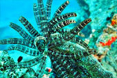 The Lanbi Marine Park Discovery