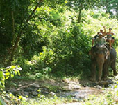 Half Day Safari and Elephant Trekking