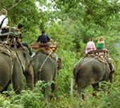 Half Day Safari and Elephant Trekking