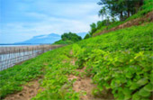 River Cruise: Pakse Mekhong Cruise