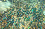 Longtail Boat Charter Turtle Coral Nangyuan