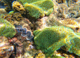 Longtail Boat Charter Turtle Coral Aomuang