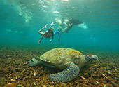 Longtail Boat Charter Turtle Coral Aomuang