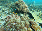 Longtail Boat Charter Turtle Coral Aomuang