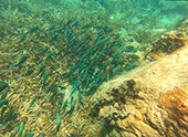 Longtail Boat Charter Turtle Coral Aomuang