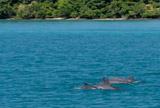 Maithon Island and Coral Island by Sailing Catamaran