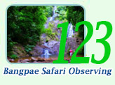 Bang-Pae Safari Observing