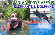 Big Animal Love Affair Elephants And Dolphins