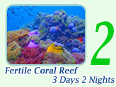 Fertile Coral: 3 days 2 nights