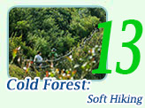 Cold Forest: Soft Hiking