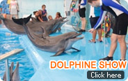 Dolphine Show Package Dolphine Show Package