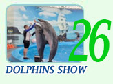 Dolphin Show