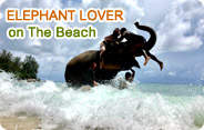 Elephant Lover on The Beach