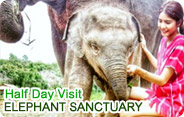 Elephant Sanctuary Half Day Visit Elephant Sanctuary Half Day Visit