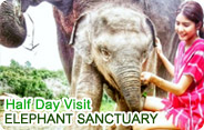 Elephant Sanctuary Half Day Visit