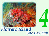 Flower Island One Day Trip