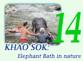 Khao Sok: Elephant Bath in nature